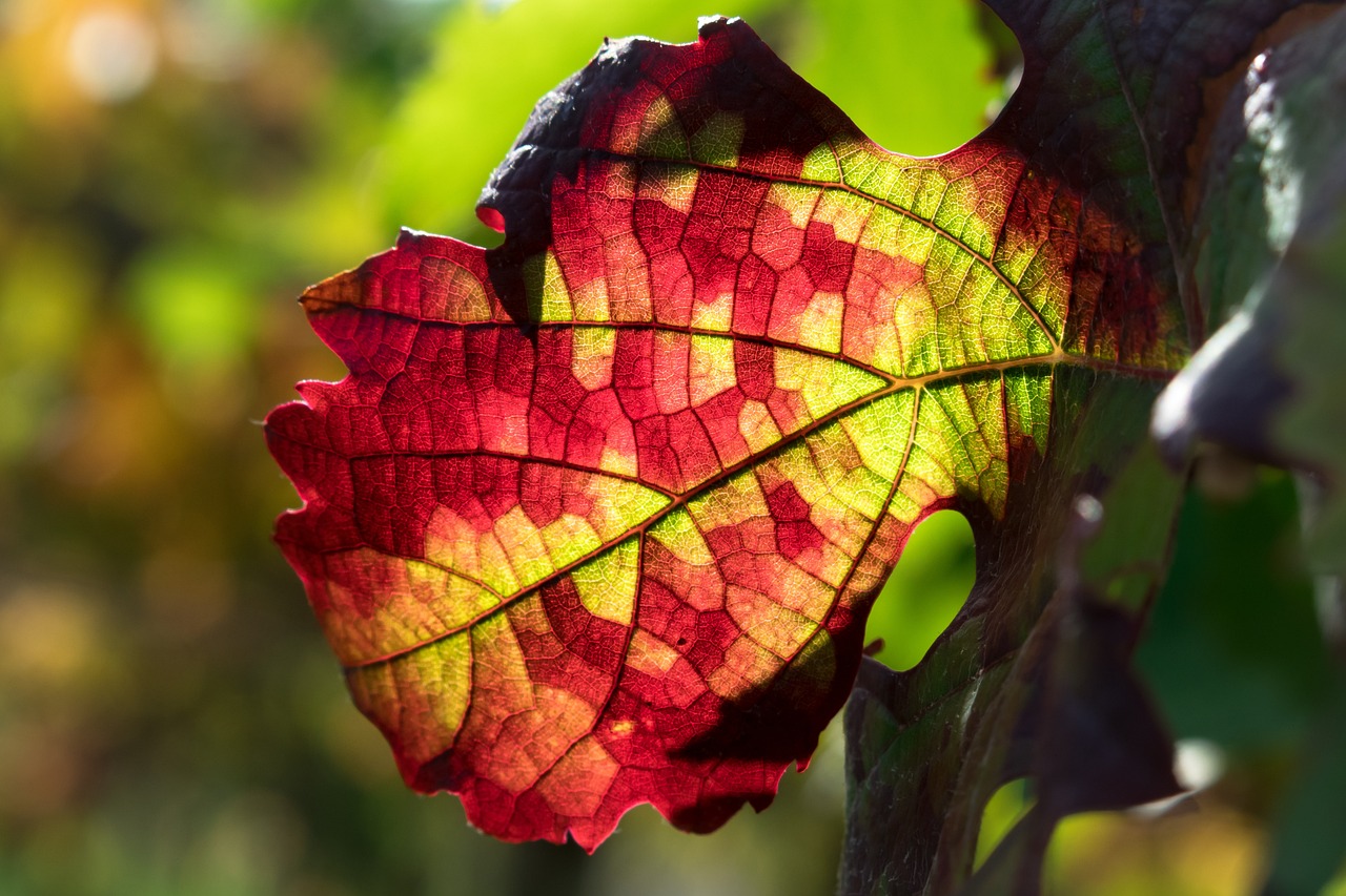 vine leaves, leaf, veins-4547082.jpg