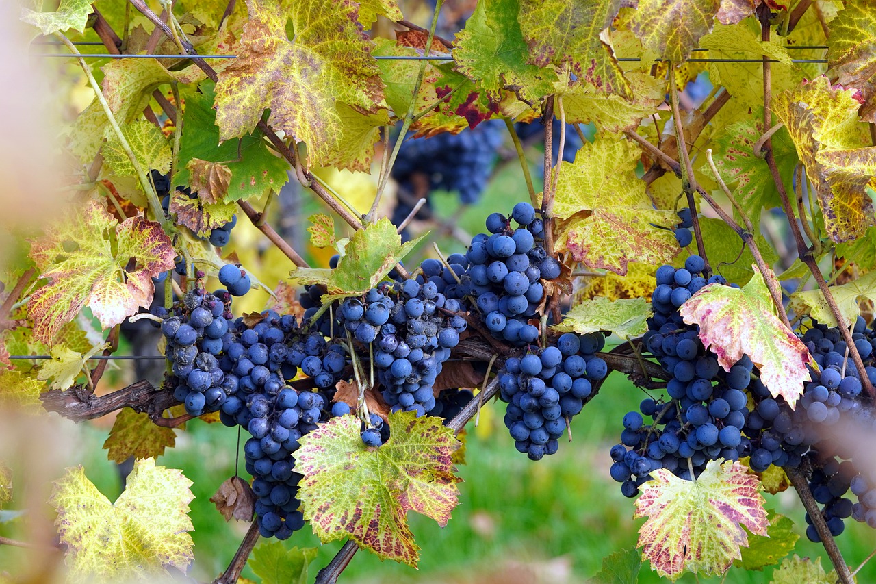 vineyard, grapes, grapevines-7530555.jpg