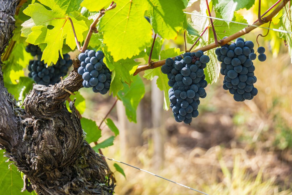 vine, grape, grape variety